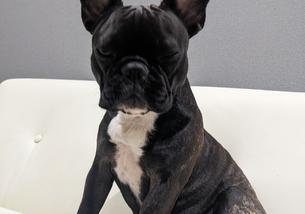 犬の写真１
