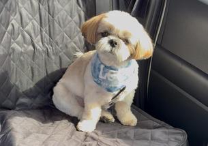 犬の写真１