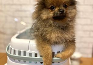 犬の写真１