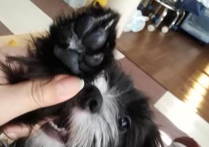 犬の写真１