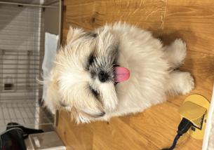犬の写真１