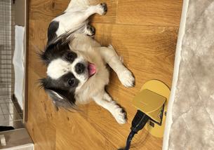 犬の写真１