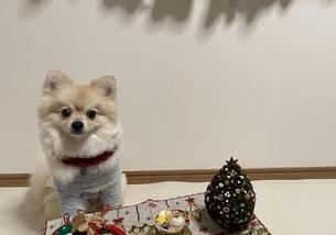 犬の写真１