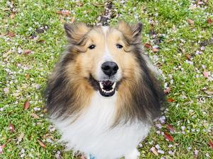 Rigel