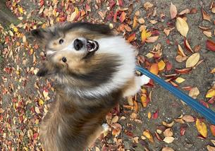 犬の写真１